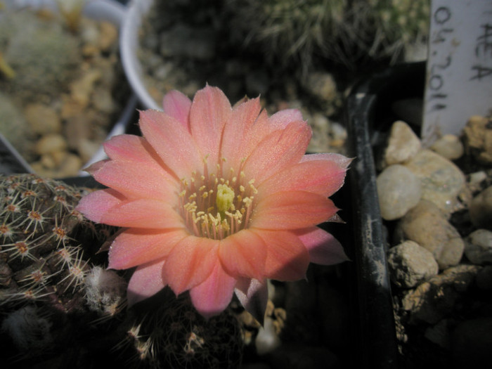 Rebutia pygmaea v. orurensis - 24.05 - Rebutia