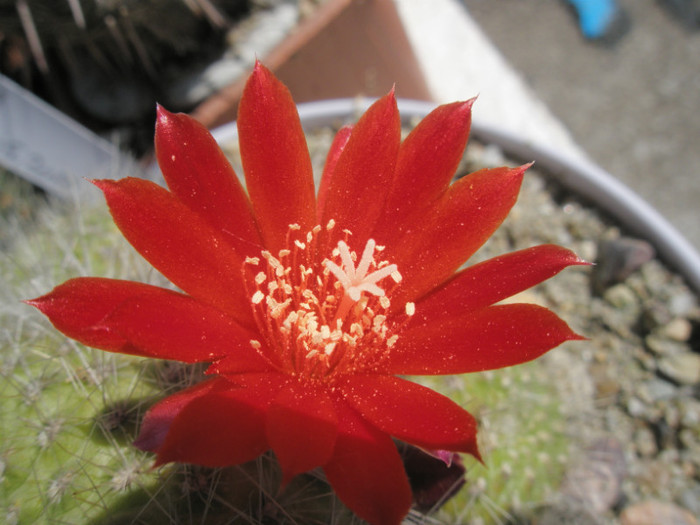 Rebutia senilis - floare - Rebutia