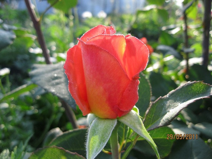 IMG_0453 - Flori in gradina 2011
