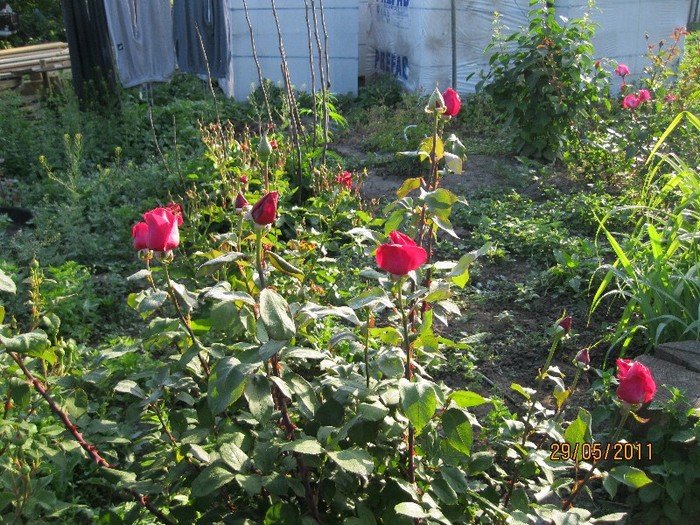 IMG_0454 - Flori in gradina 2011