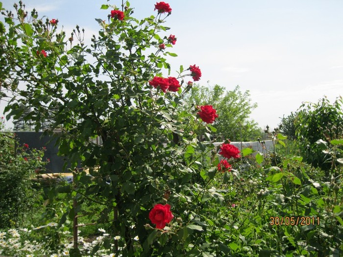 IMG_0500 - Flori in gradina 2011