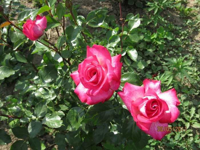 IMG_0490 - Flori in gradina 2011