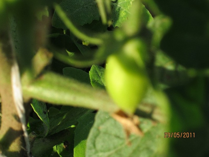 Tomate San Marzano - Gradina de legume 2011