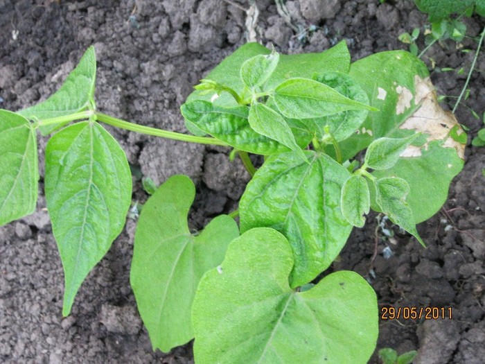 Fasole galbena oloaga