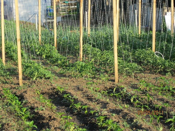 IMG_0469 - Copie - Gradina de legume 2011