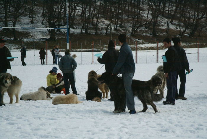 Expozitie Brasov 13.03.2004 005 - Standardul oficial al rasei ciobanesc romanesc carpatin