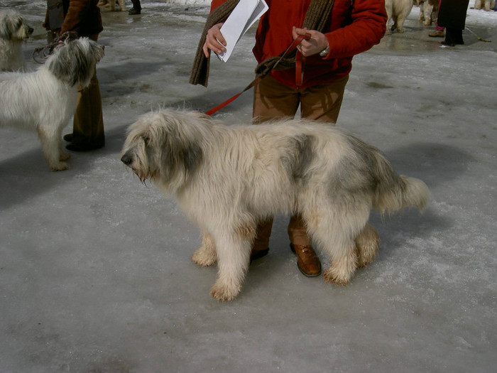 roxana de butte azuga 2004