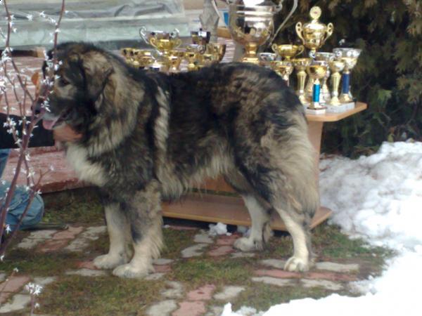 corbu de centea - Standardul oficial al rasei ciobanesc romanesc carpatin