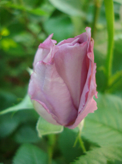 Rose Sissi (2011, May 29)