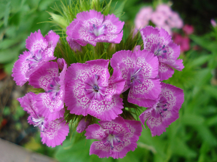 Sweet William (2011, May 31) - Dianthus Barbatus