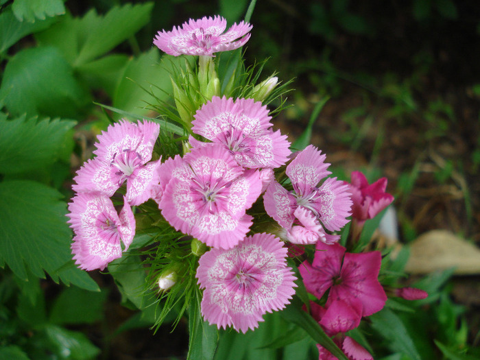 Sweet William (2011, May 31) - Dianthus Barbatus