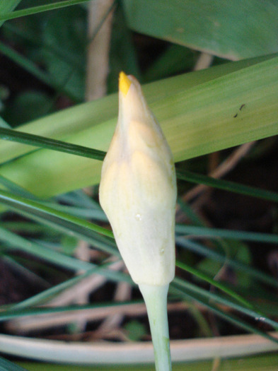 Golden Garlic_Lily Leek (2011, May 28) - Allium moly