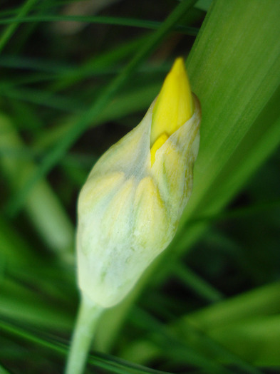 Golden Garlic_Lily Leek (2011, May 29) - Allium moly
