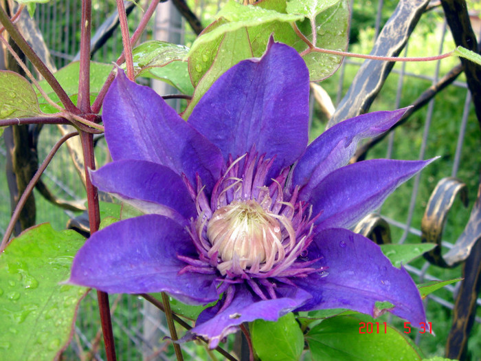 Multi Blue - CLEMATITE