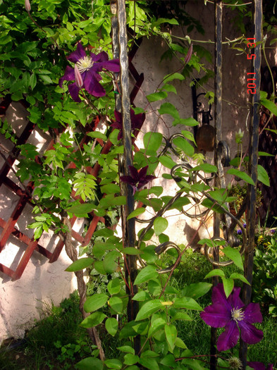 Warszawsca Nike - CLEMATITE