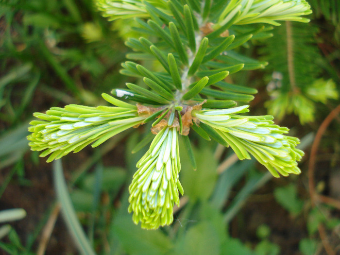 Abies koreana (2011, May 27) - Abies koreana_Korean Fir