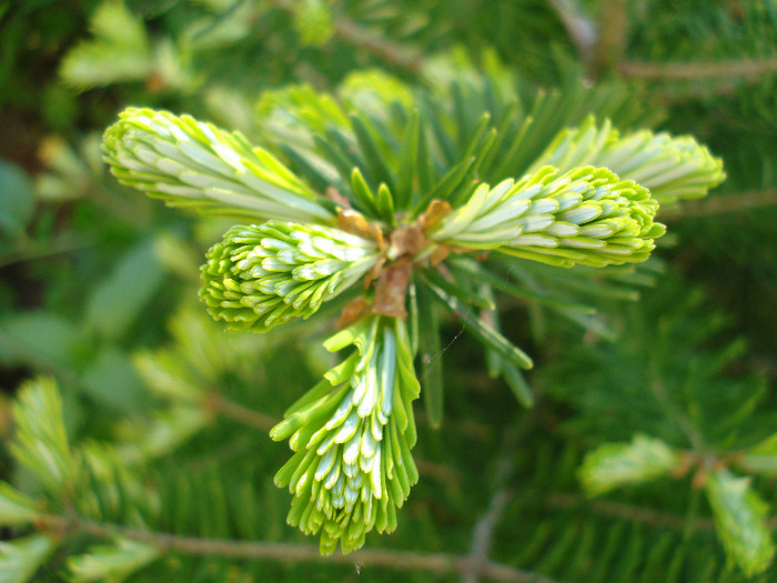 Abies koreana (2011, May 27) - Abies koreana_Korean Fir