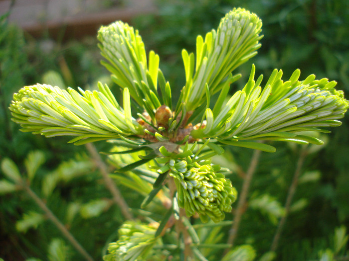 Abies koreana (2011, May 27) - Abies koreana_Korean Fir