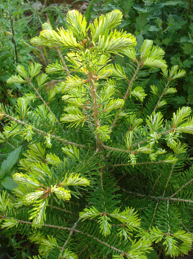 Abies koreana (2011, May 27)