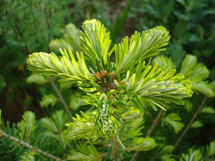 Abies koreana (2011, May 27)