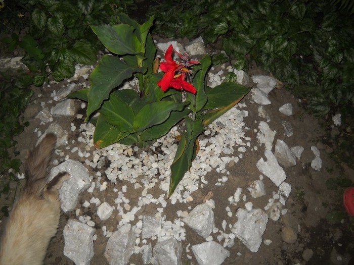 DSCN6133 - FLORI DIVERSE