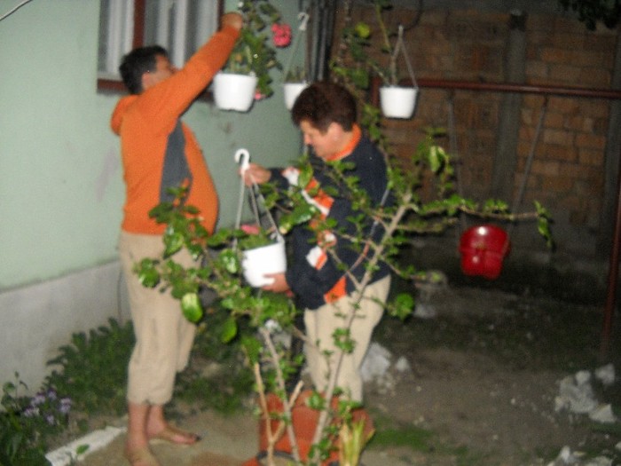 DSCN6134 - FLORI DIVERSE