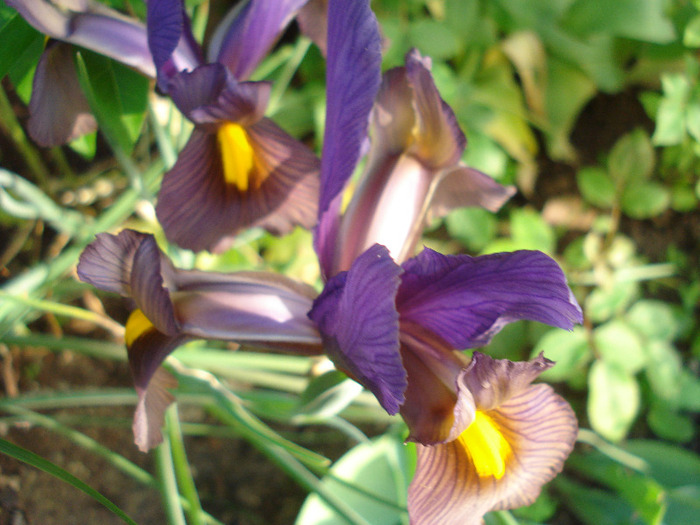 Iris Eye of the Tiger (2011, May 27)