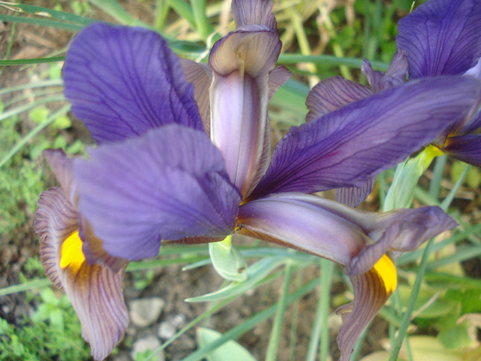 Iris Eye of the Tiger (2011, May 28)