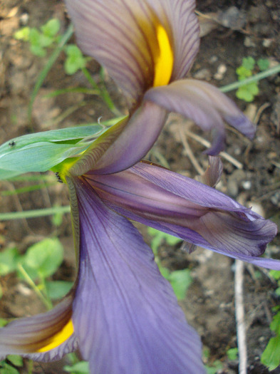 Iris Eye of the Tiger (2011, May 28)