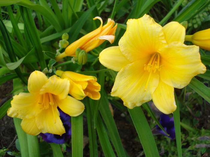 Hemerocallis Stella de Oro (2011, May 28)