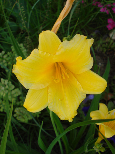 Hemerocallis Stella de Oro (2011, May 29)