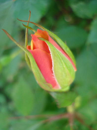 Orange Miniature Rose (2011, May 28) - Miniature Roses