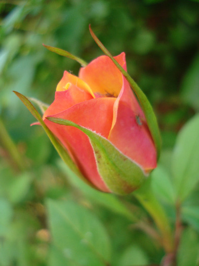 Orange Miniature Rose (2011, May 29) - Miniature Roses