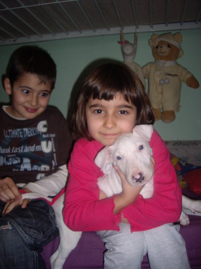 Bull Terrier; fetita 3 luni
