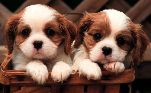 cute-puppies - Album pentru soseono20