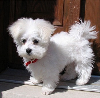 bichon-maltese-1