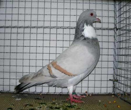 Cosoa - Porumbelul Cosoa