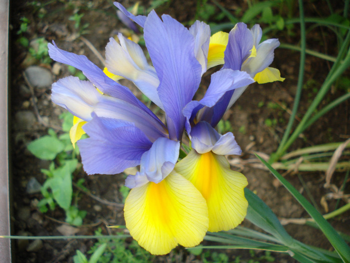 Iris Oriental Beauty (2011, May 28)