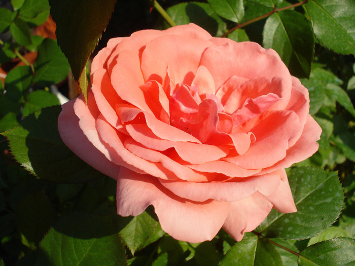Rose Pleasure (2011, May 27)