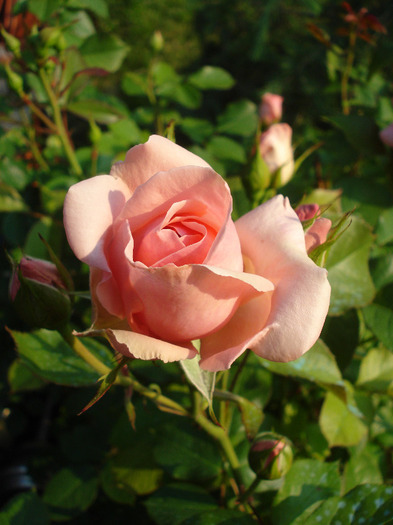 Rose Pleasure (2011, May 29)