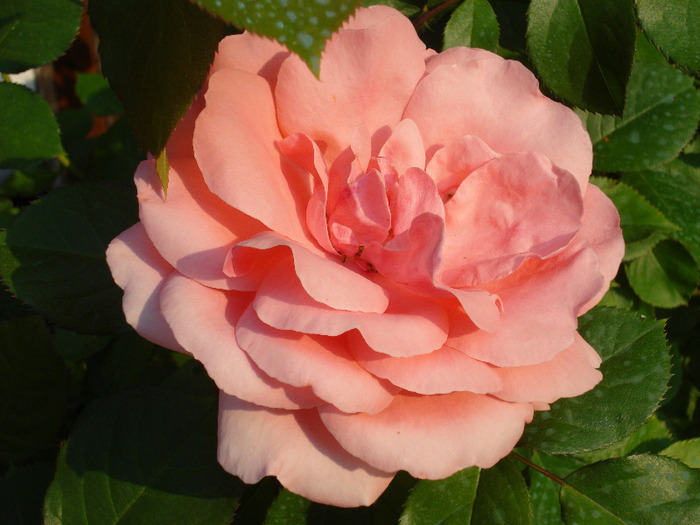 Rose Pleasure (2011, May 29) - Rose Pleasure