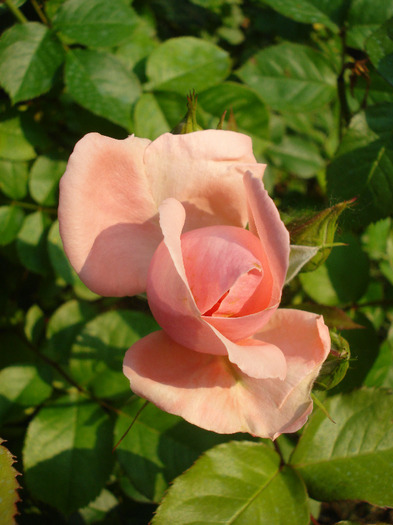 Rose Pleasure (2011, May 29)