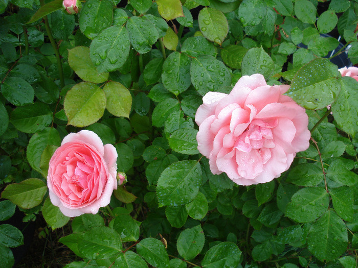 Rose Pleasure (2011, May 31)