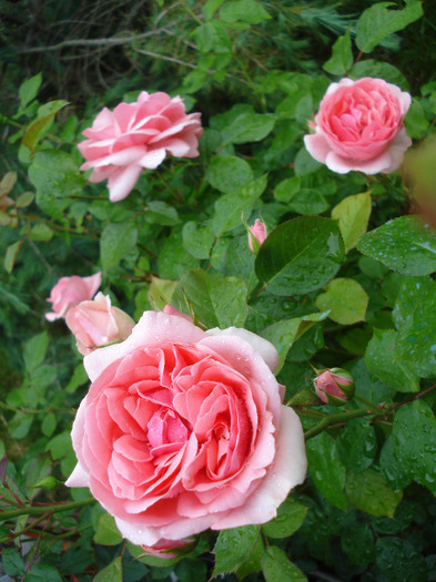 Rose Pleasure (2011, May 31) - Rose Pleasure
