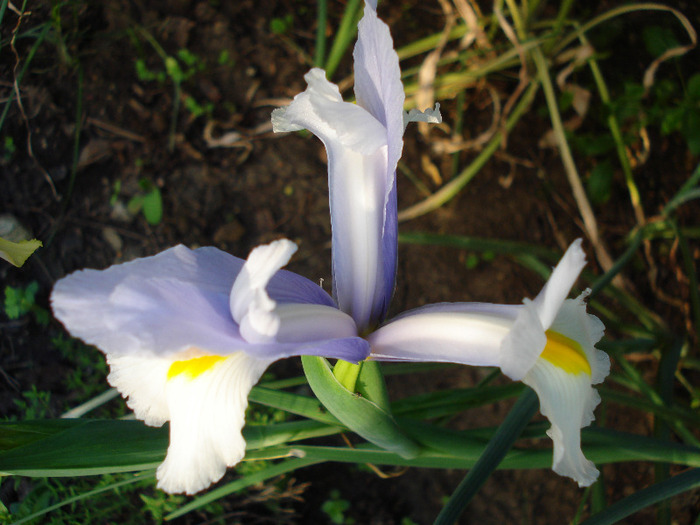 Iris Silvery Beauty (2011, May 29)