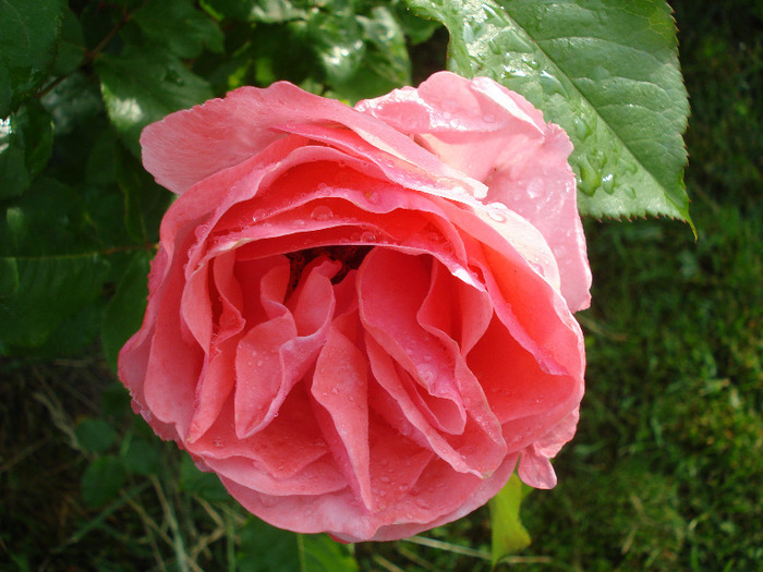 Rose Royal Highness (2011, May 31)