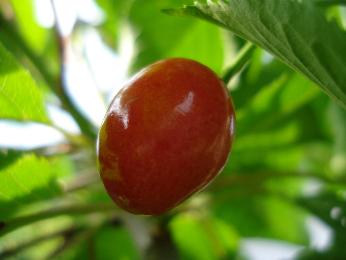 Cherry. Cireasa Rubin (2011, May 31) - Cherry Tree_Cires Rubin