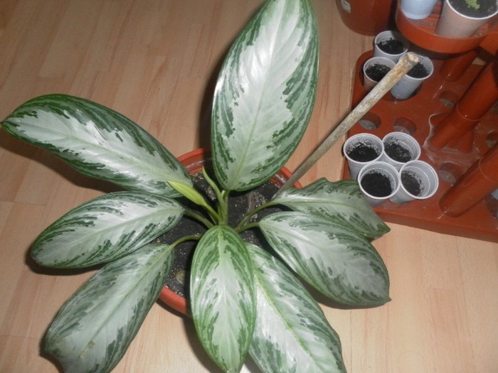 SAM_1689 - aglaonema