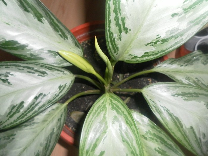 SAM_1690 - aglaonema