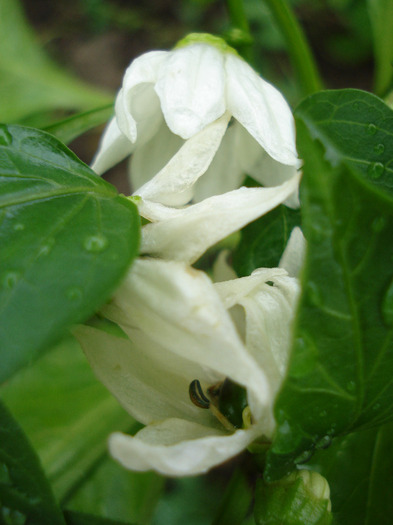 Bell Pepper Purple Flame (2011, May 08) - Purple Flame Pepper